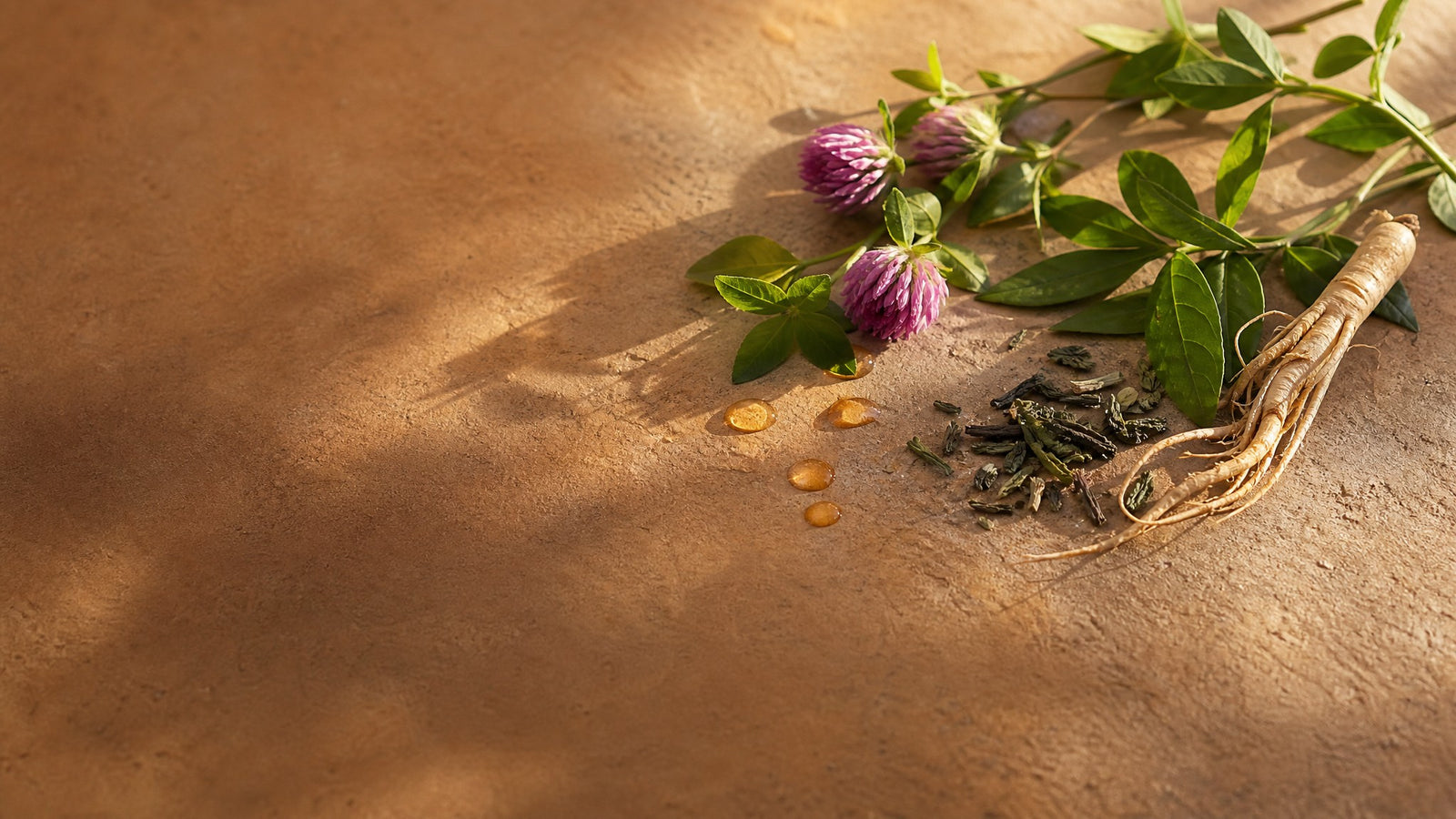 Trébol rojo, té verde y ginseng: los extractos botánicos del sérum Fylash